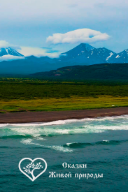 Сказки живой природы