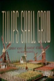 Тюльпаны вырастут