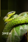 Змеи